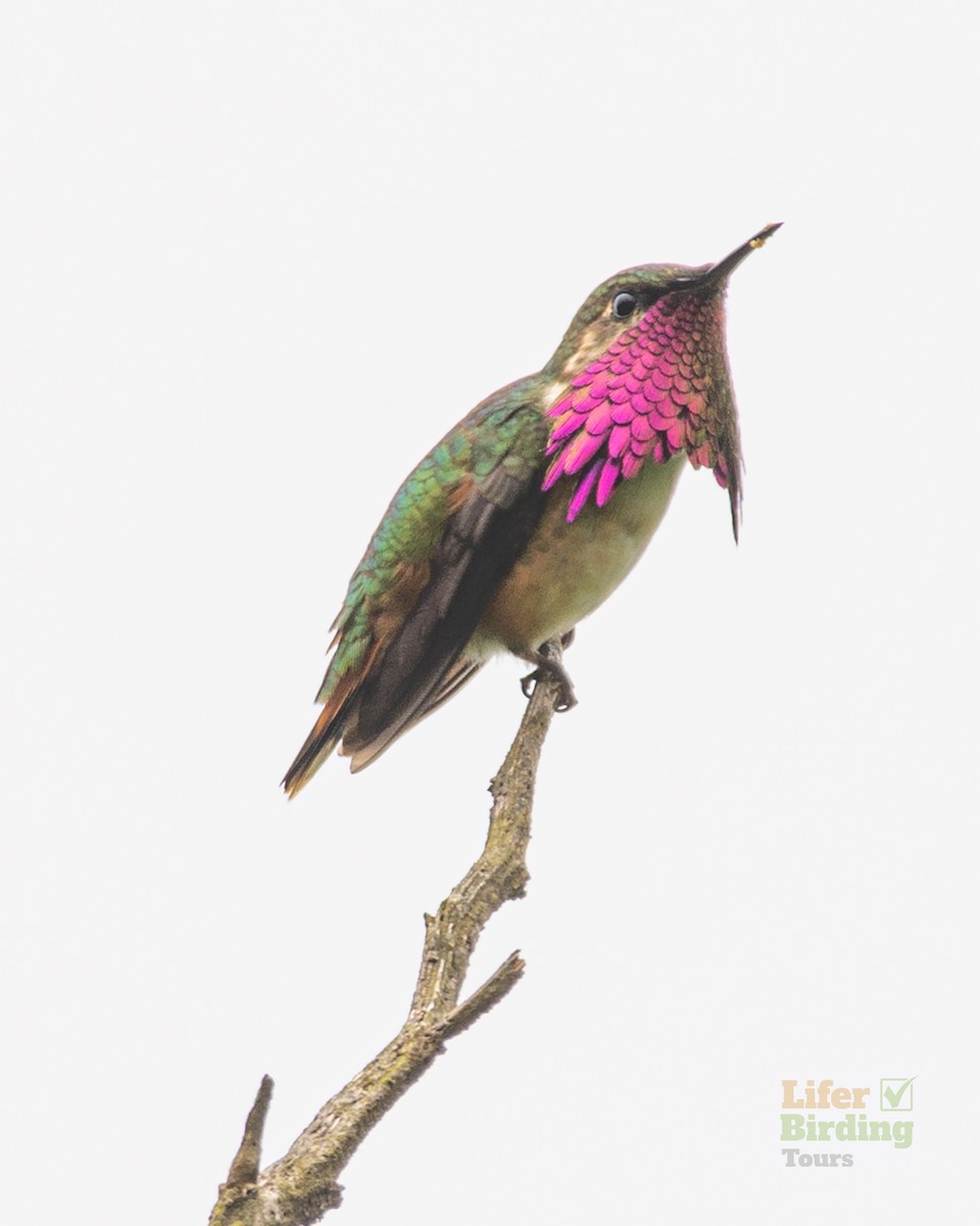 Wine-throated Hummingbird - ML646242417