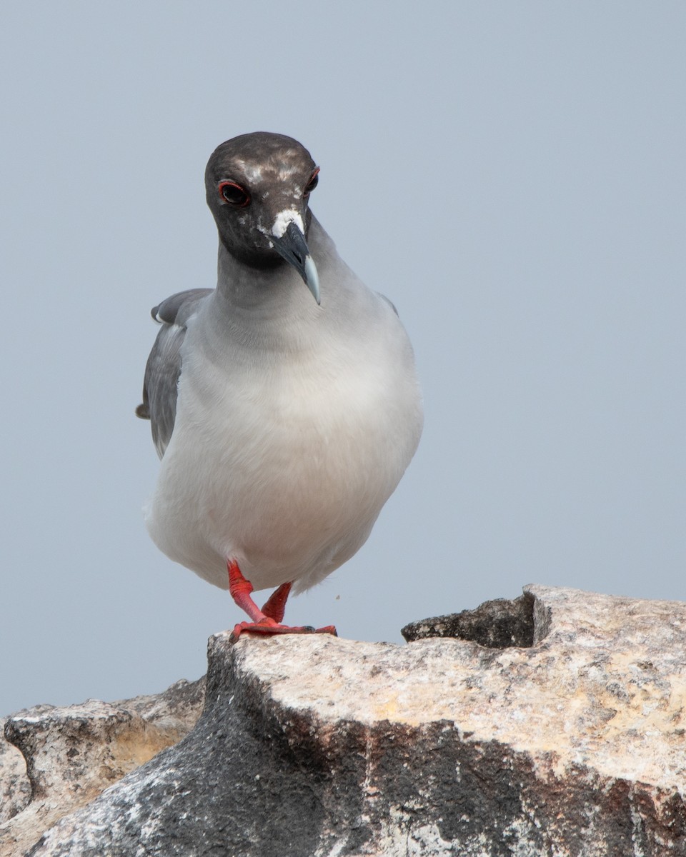 Мартин галапагоський - ML646242421