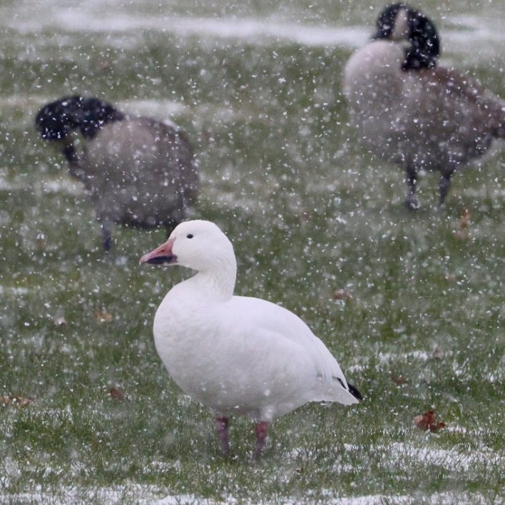 Oca delle nevi - ML646242423