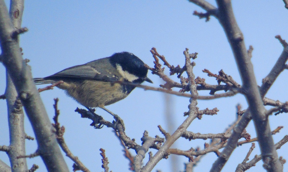 Coal Tit (Cyprus) - ML646242427