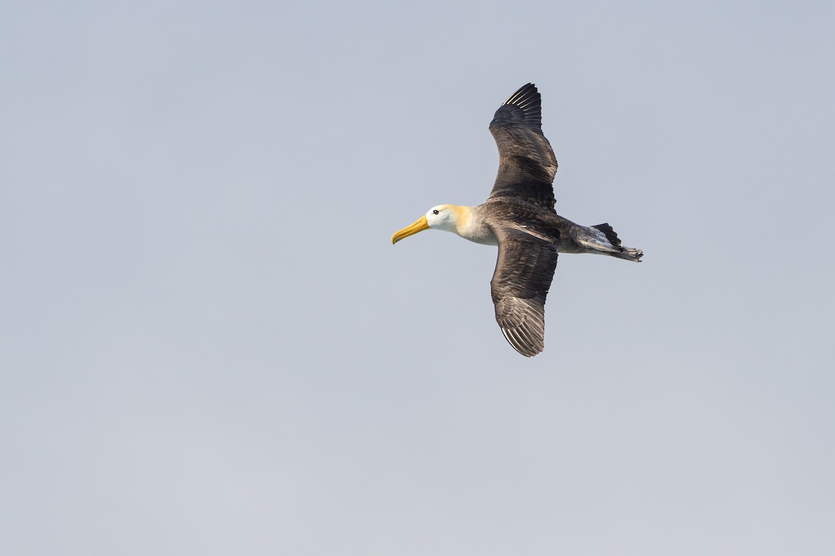 galapagosalbatross - ML646242428