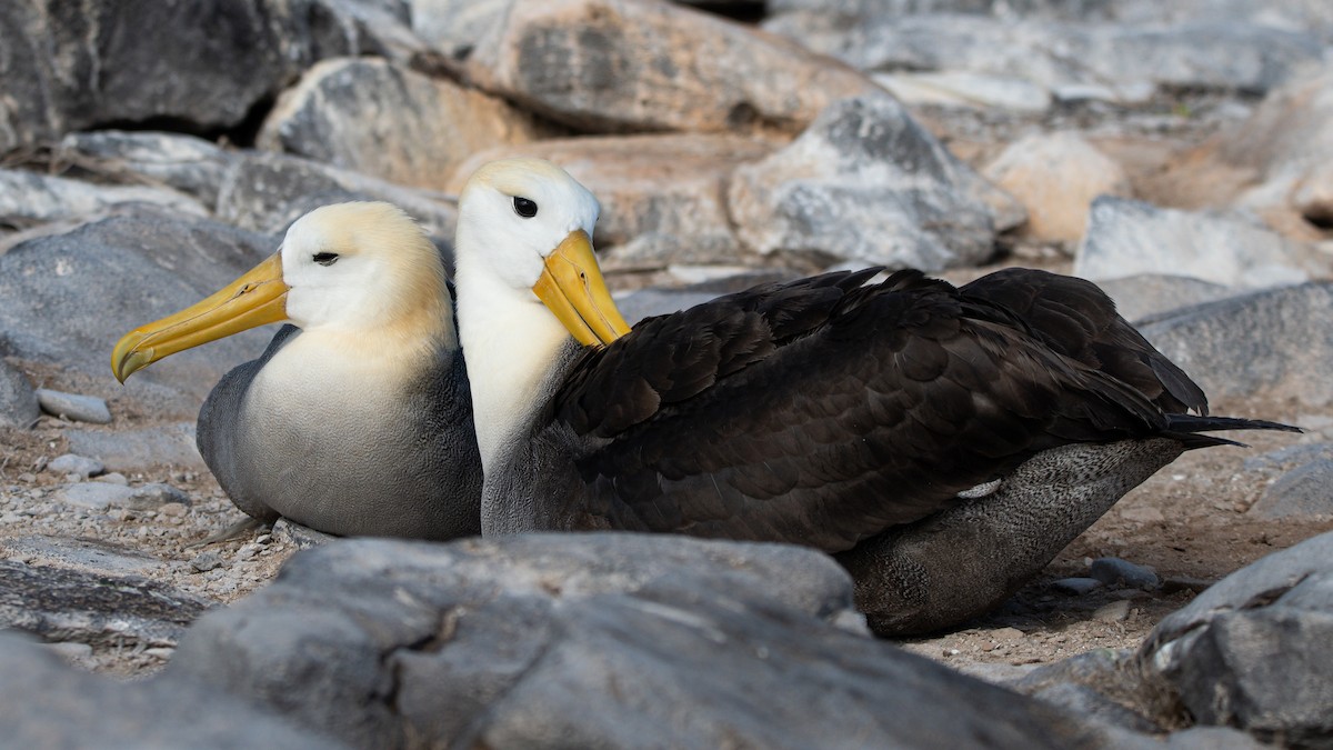 galapagosalbatross - ML646242429