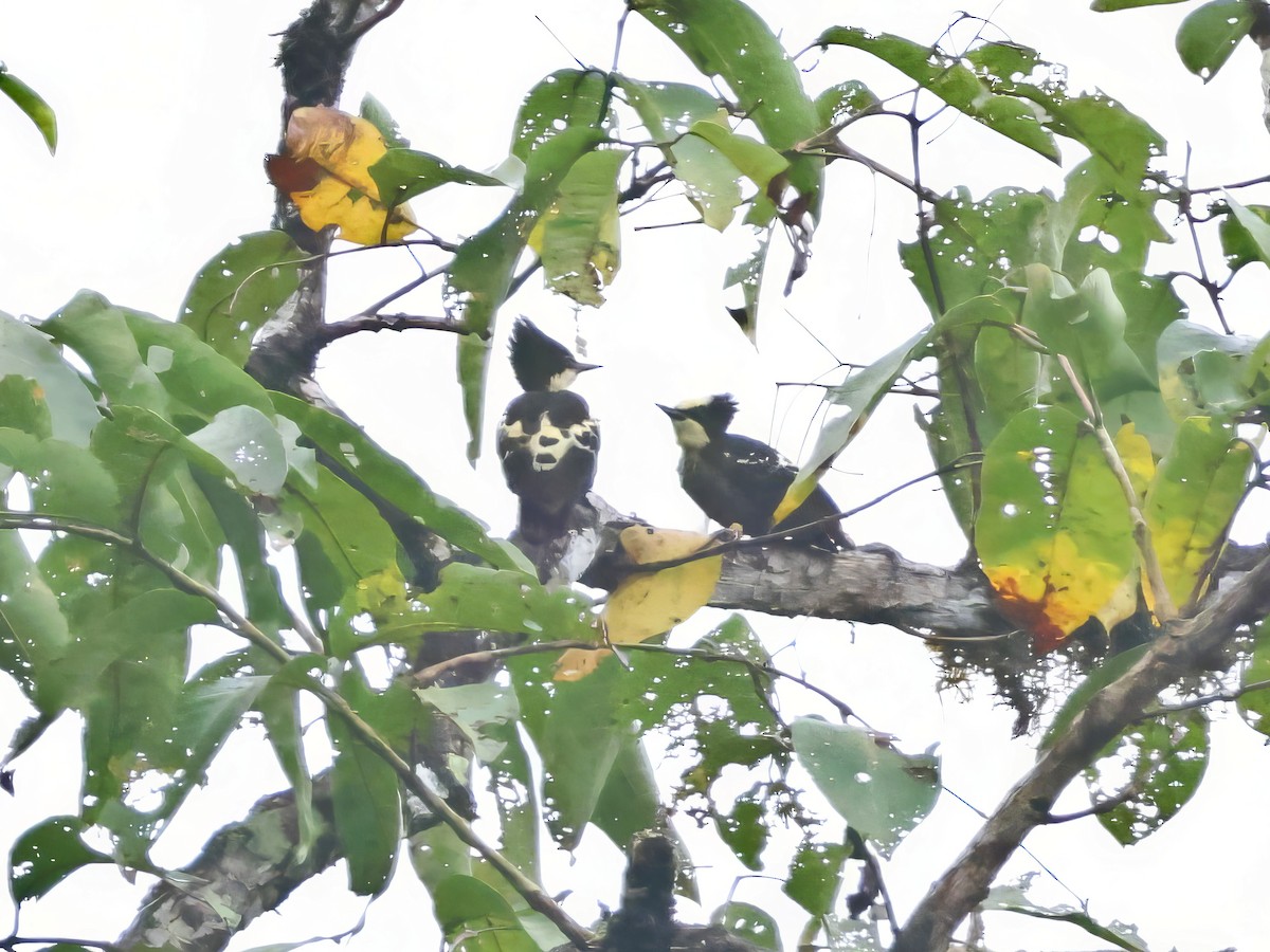 Heart-spotted Woodpecker - ML646242430