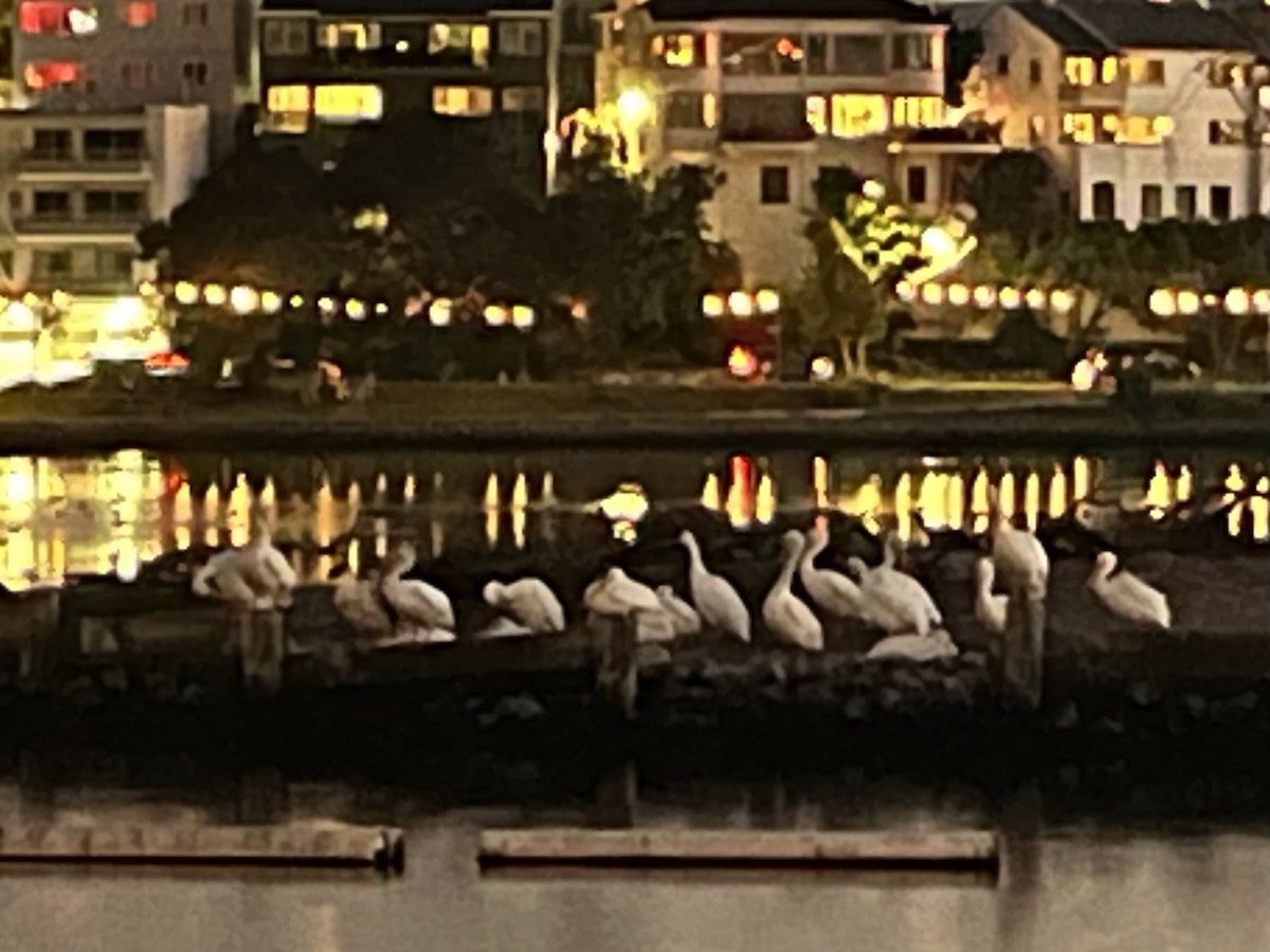 American White Pelican - ML646242431