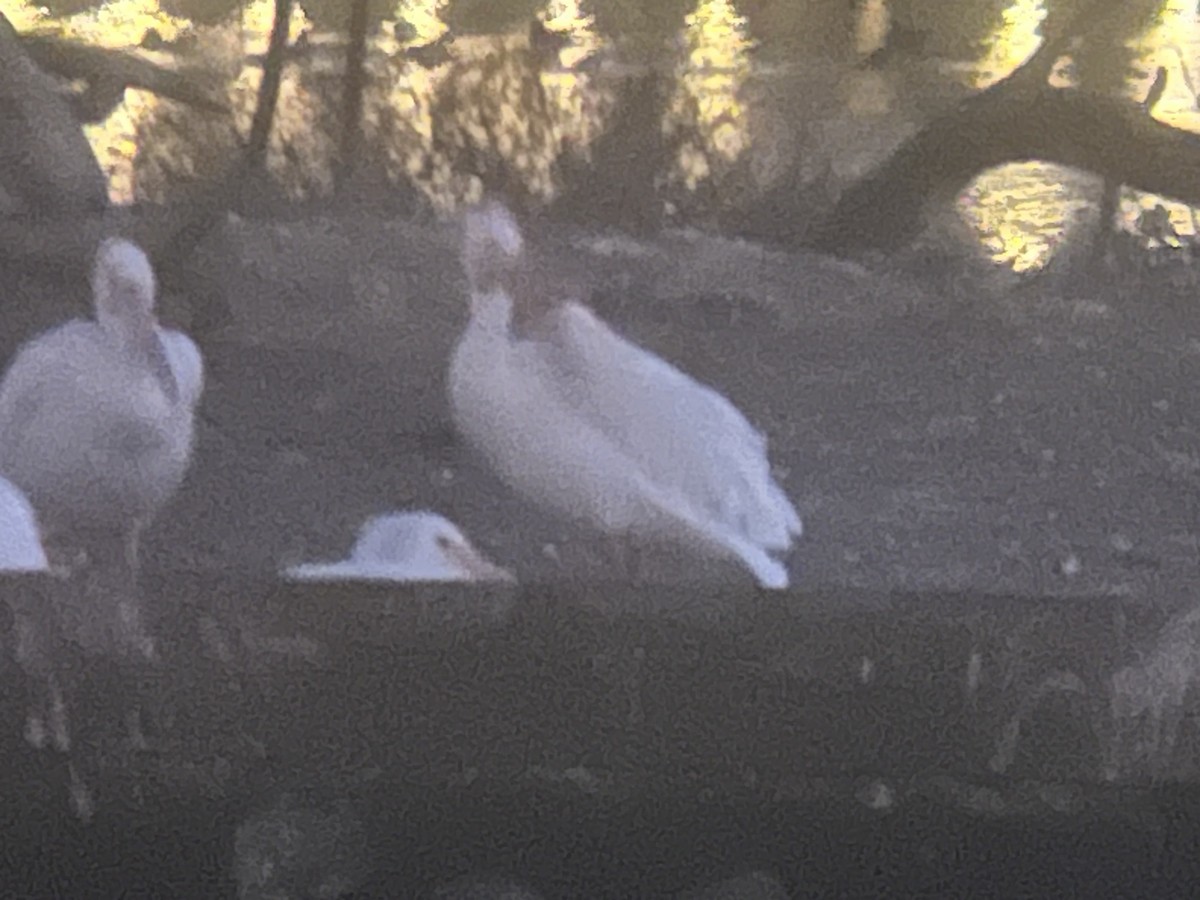American White Pelican - ML646242432