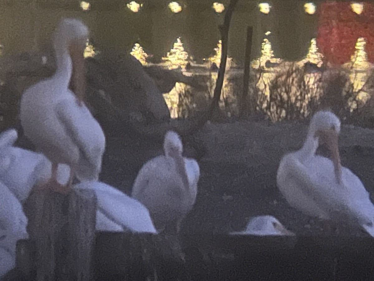 American White Pelican - ML646242433