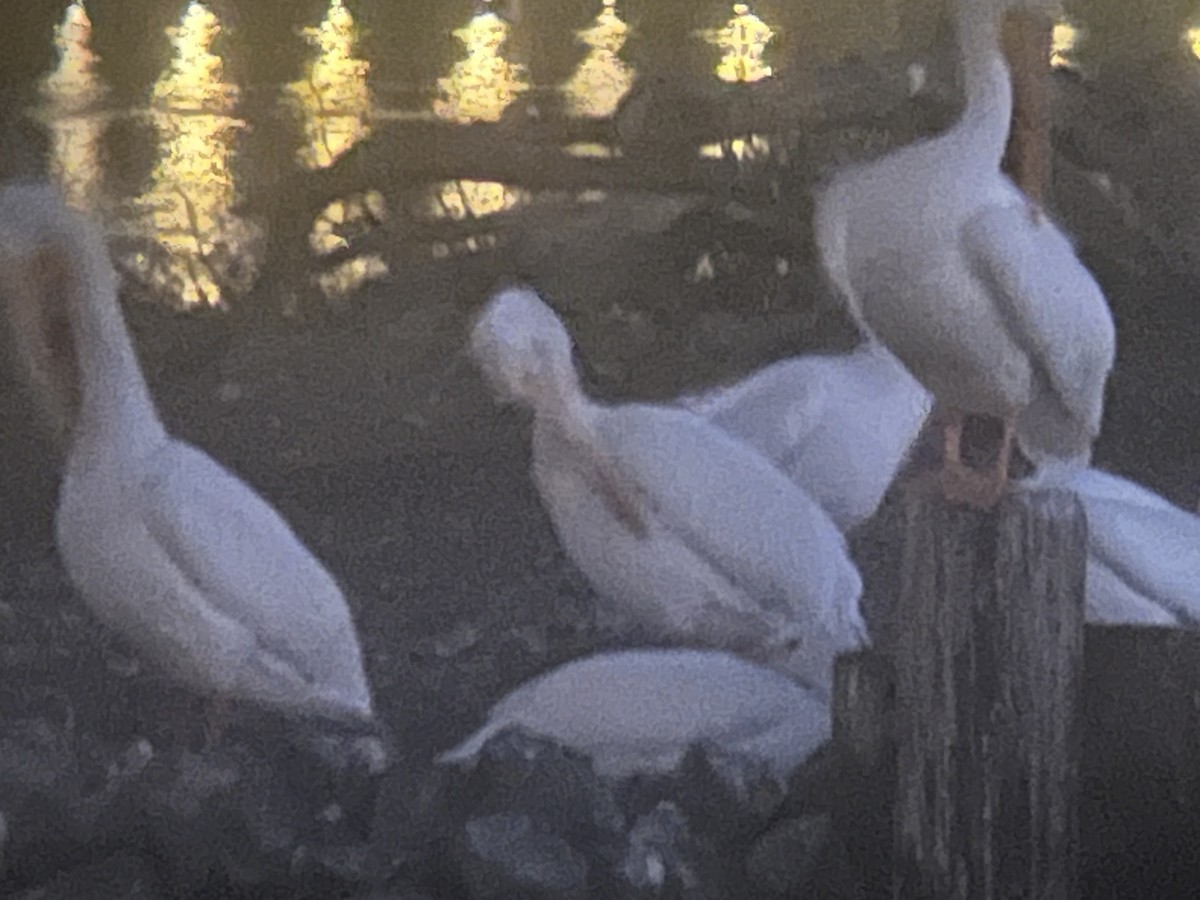 American White Pelican - ML646242434