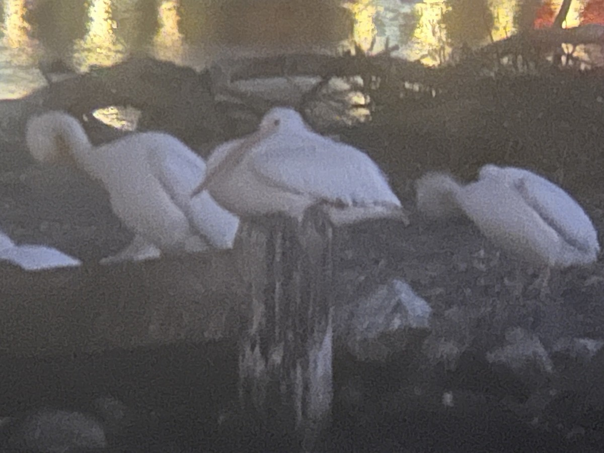 American White Pelican - ML646242435