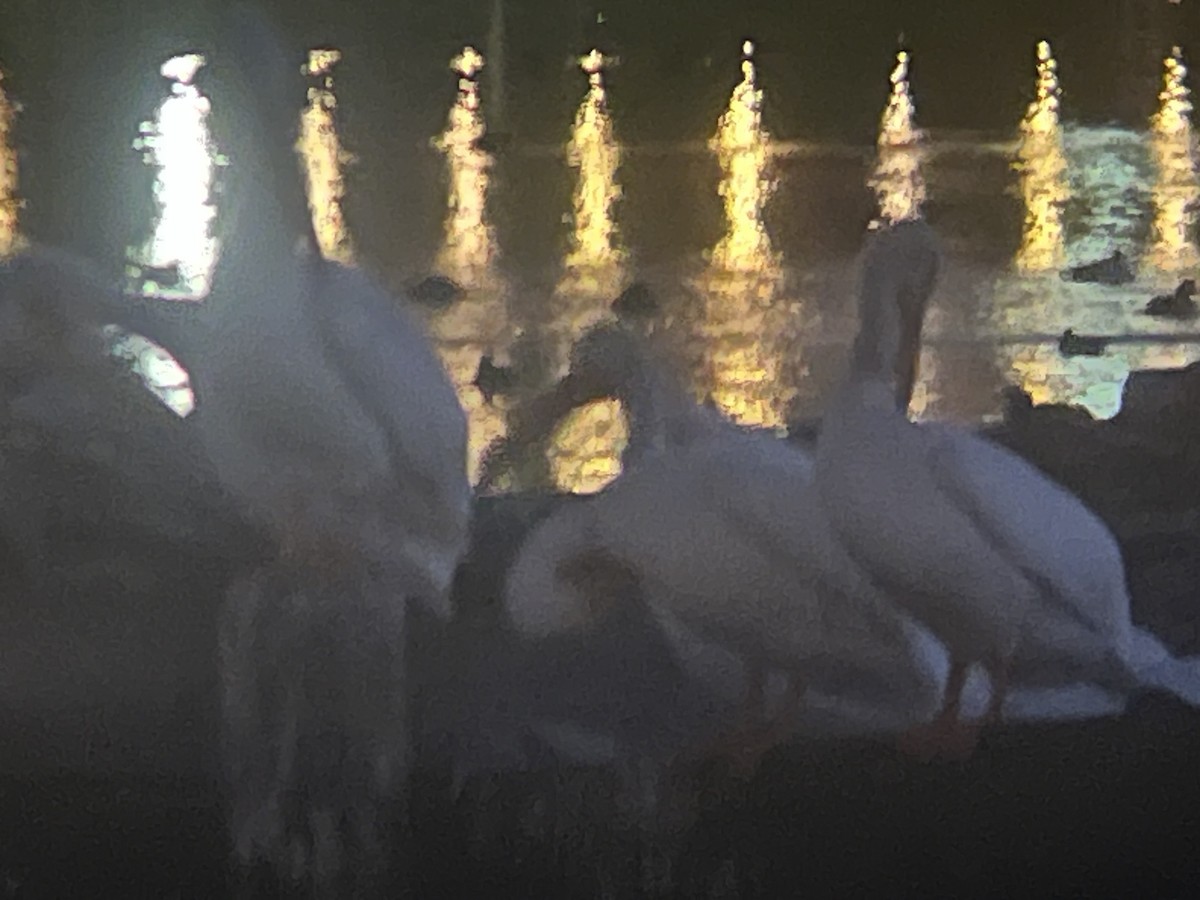 American White Pelican - ML646242436