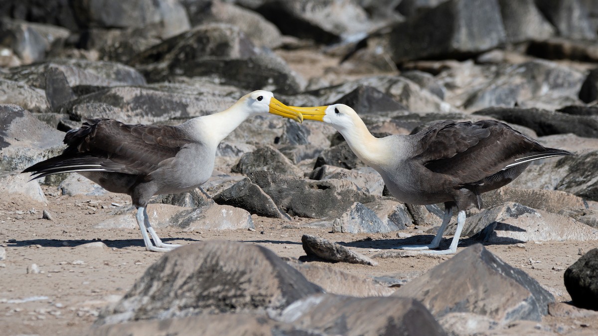 galapagosalbatross - ML646242437