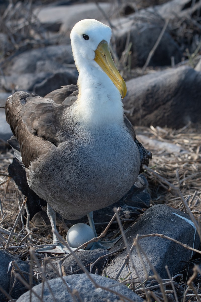 galapagosalbatross - ML646242438