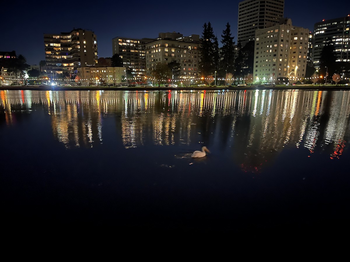 American White Pelican - ML646242439