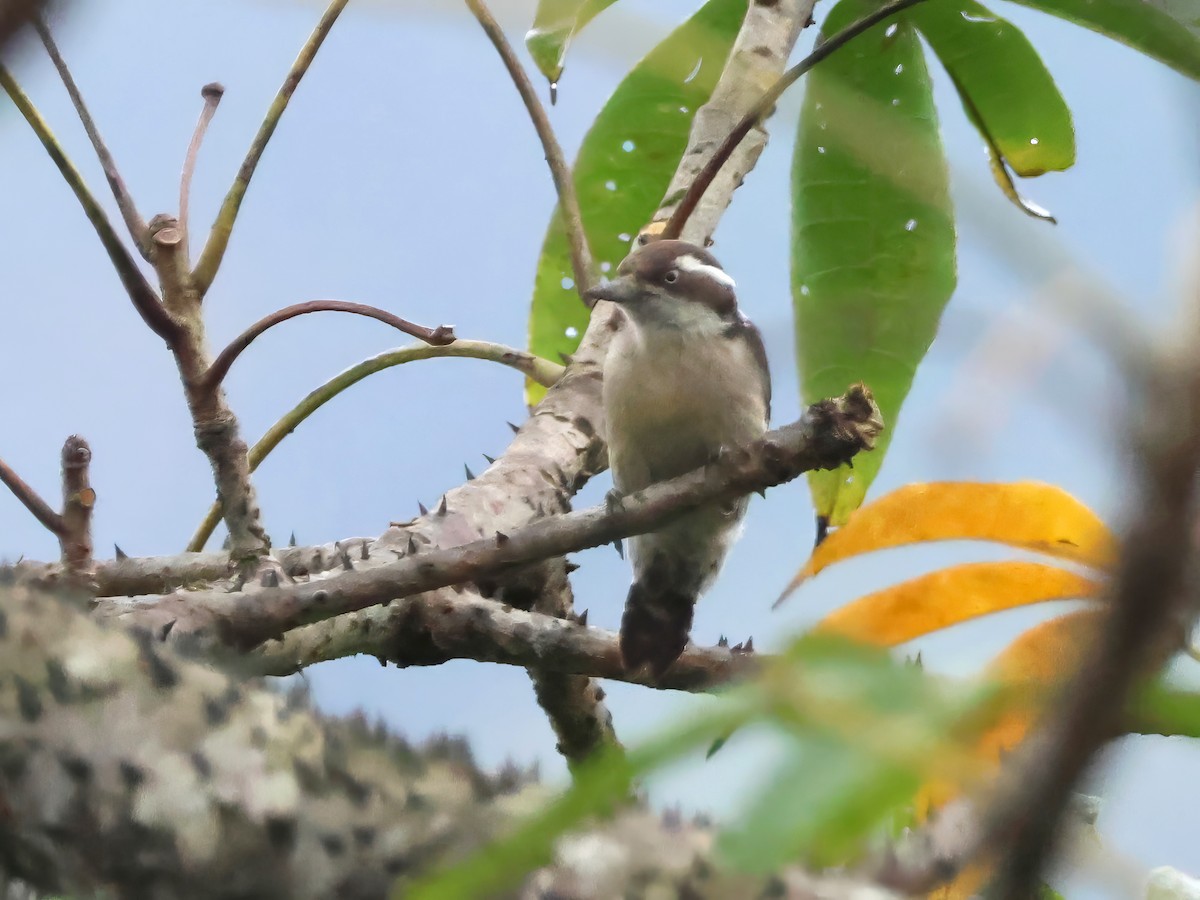Brown-capped Pygmy Woodpecker - ML646242450
