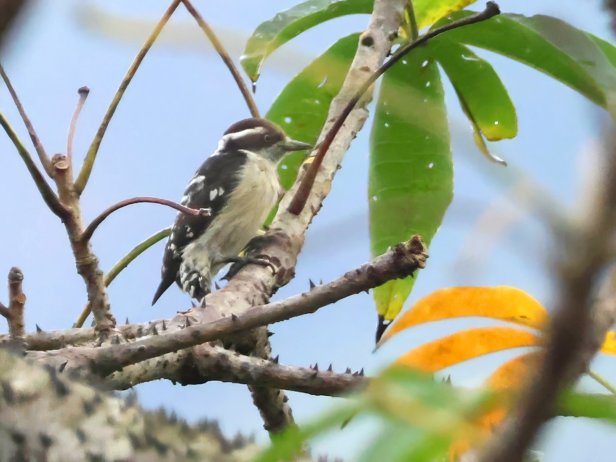 Brown-capped Pygmy Woodpecker - ML646242451
