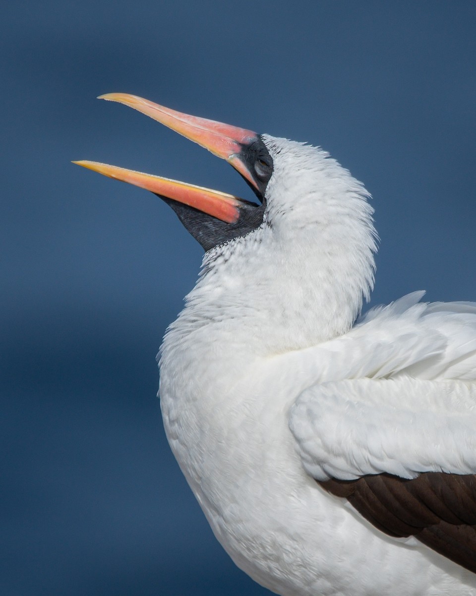 Zanga galapagoarra - ML646242452