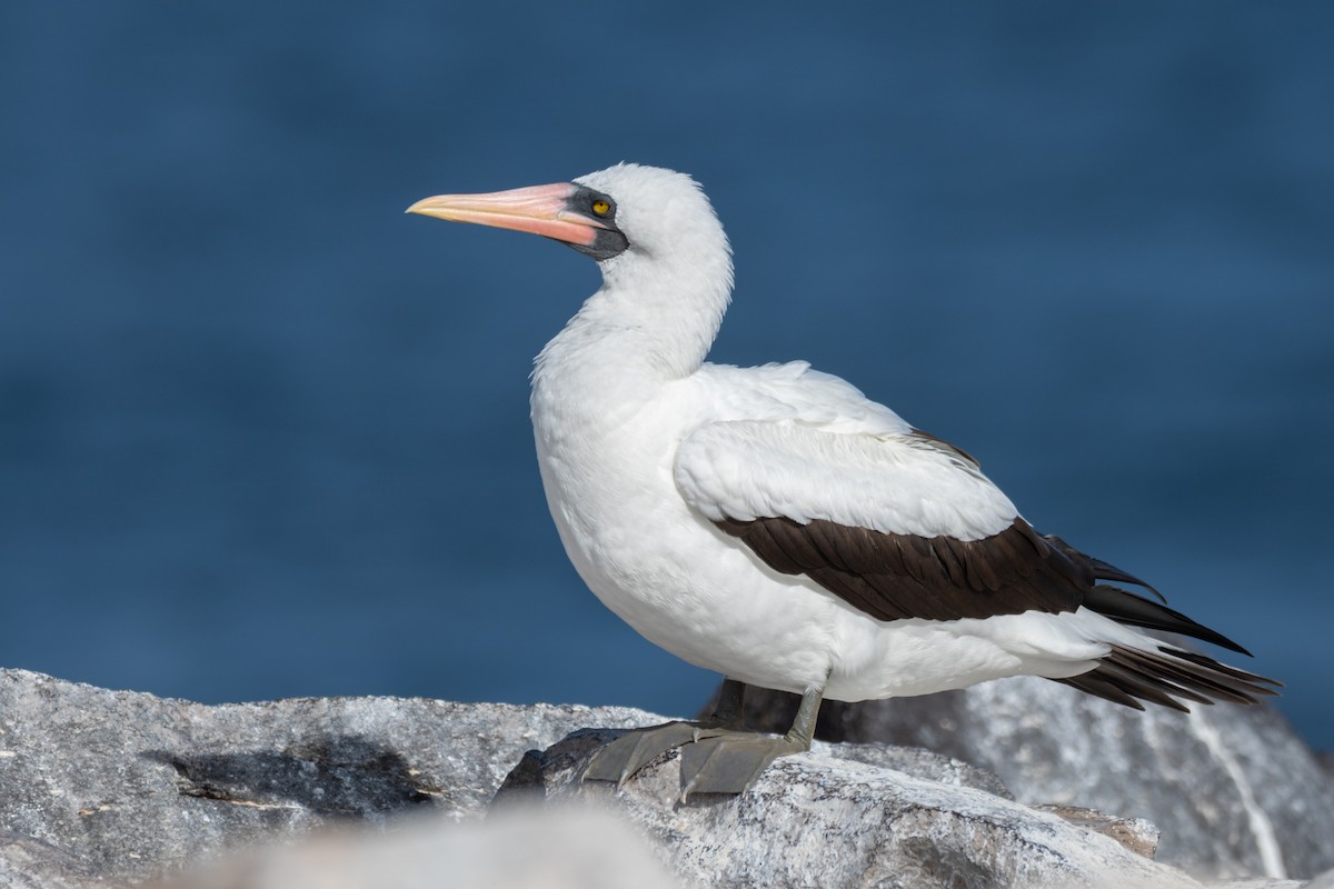 Zanga galapagoarra - ML646242453