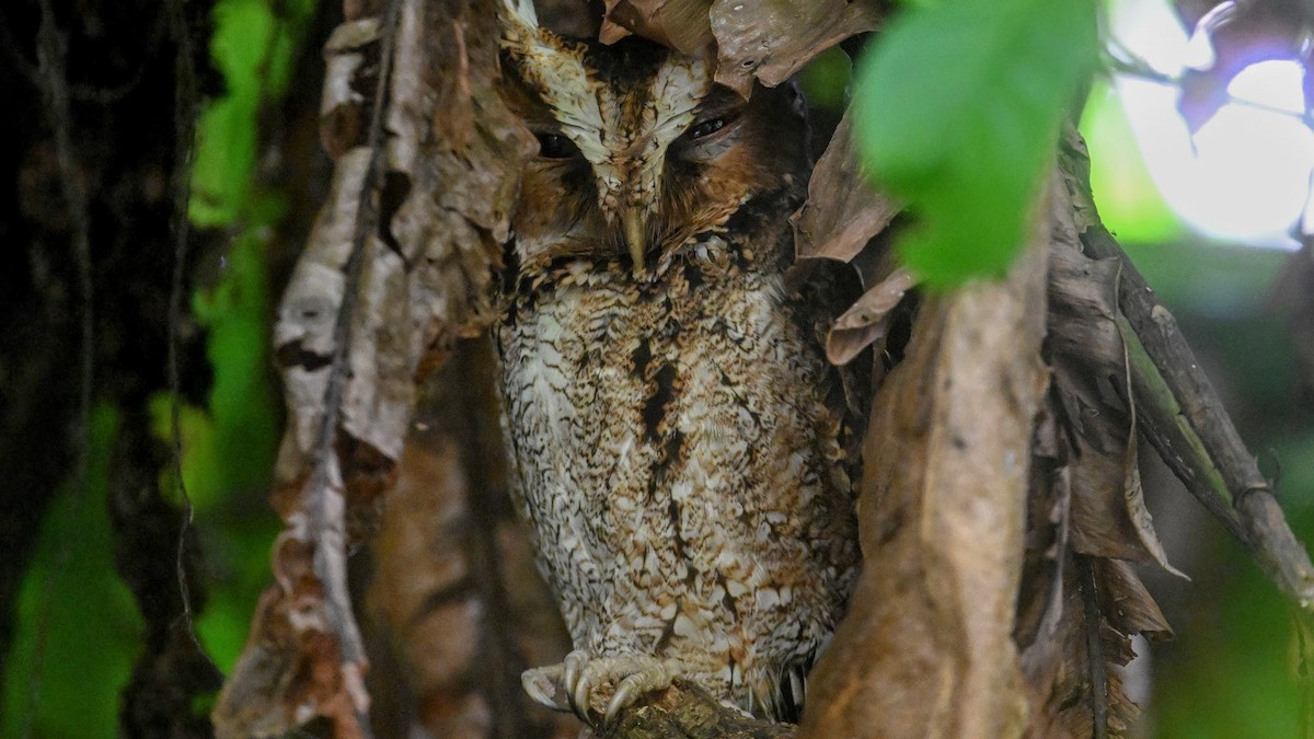 Rajah Scops-Owl (Sumatran) - ML646242454
