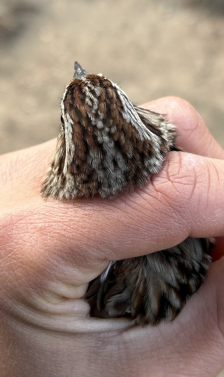 Song Sparrow - ML646242455