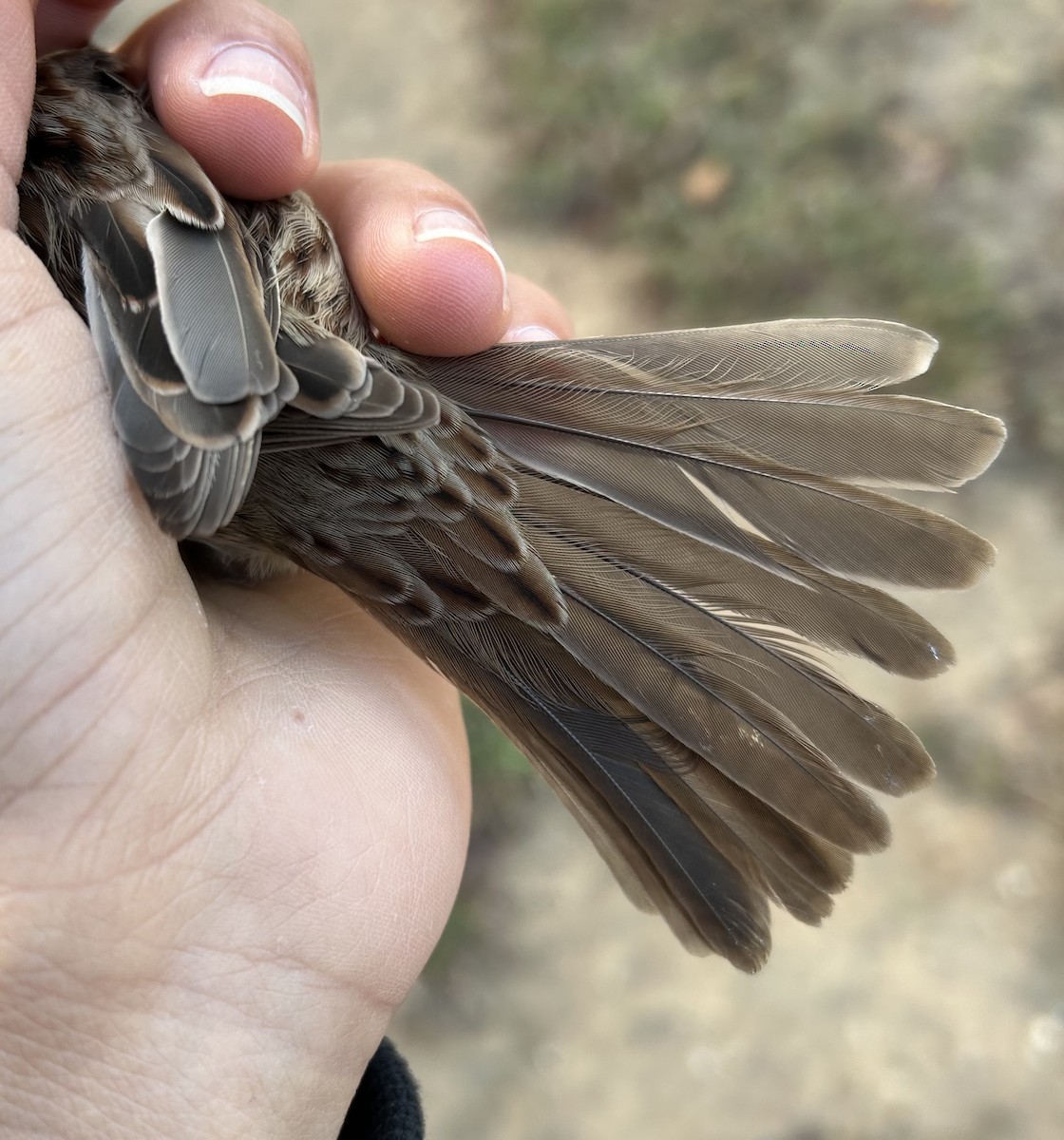 Song Sparrow - ML646242456