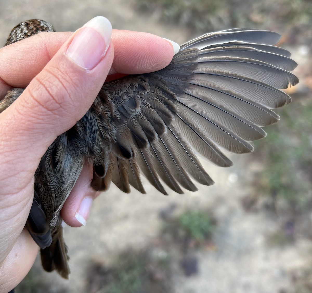 Song Sparrow - ML646242457