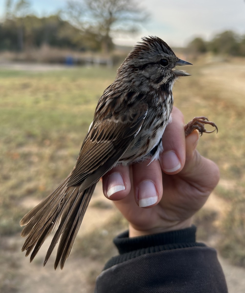 Song Sparrow - ML646242458