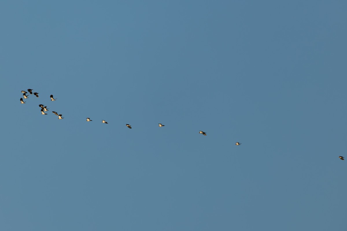 Northern Lapwing - ML646242459