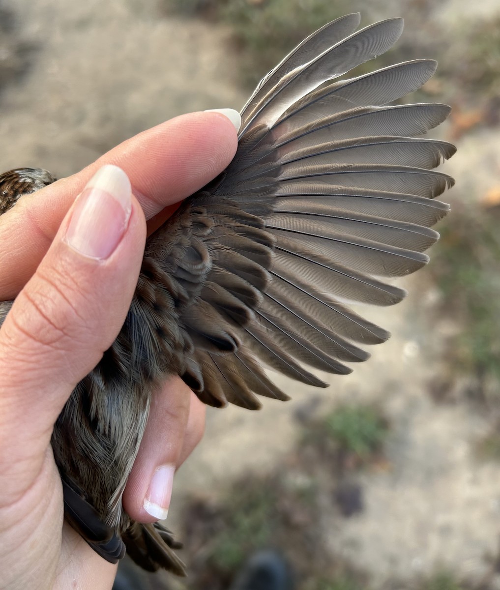 Song Sparrow - ML646242460