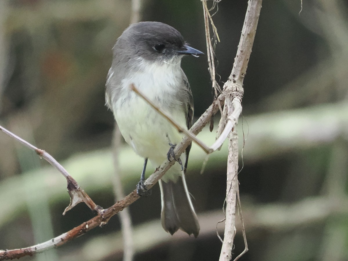 Eastern Phoebe - ML646242462