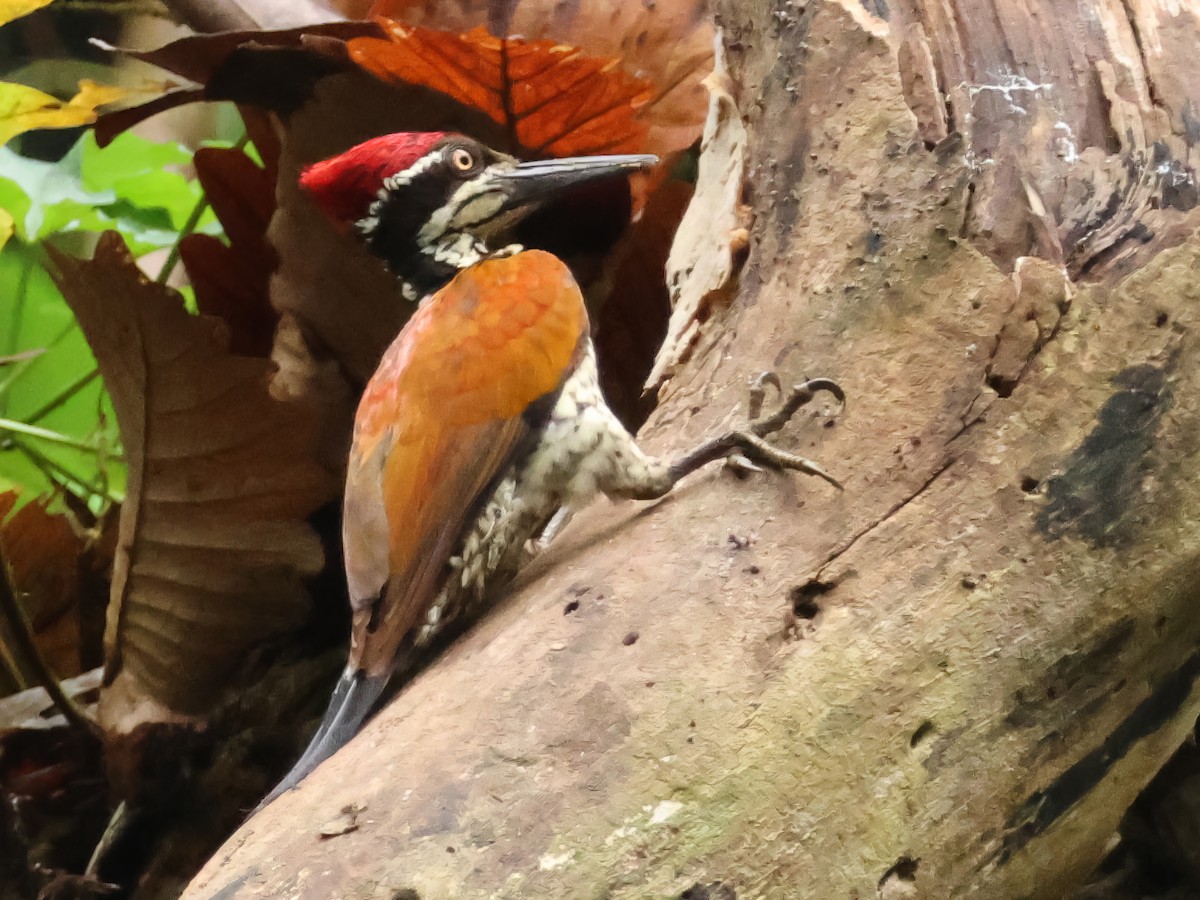 Malabar Flameback - ML646242464