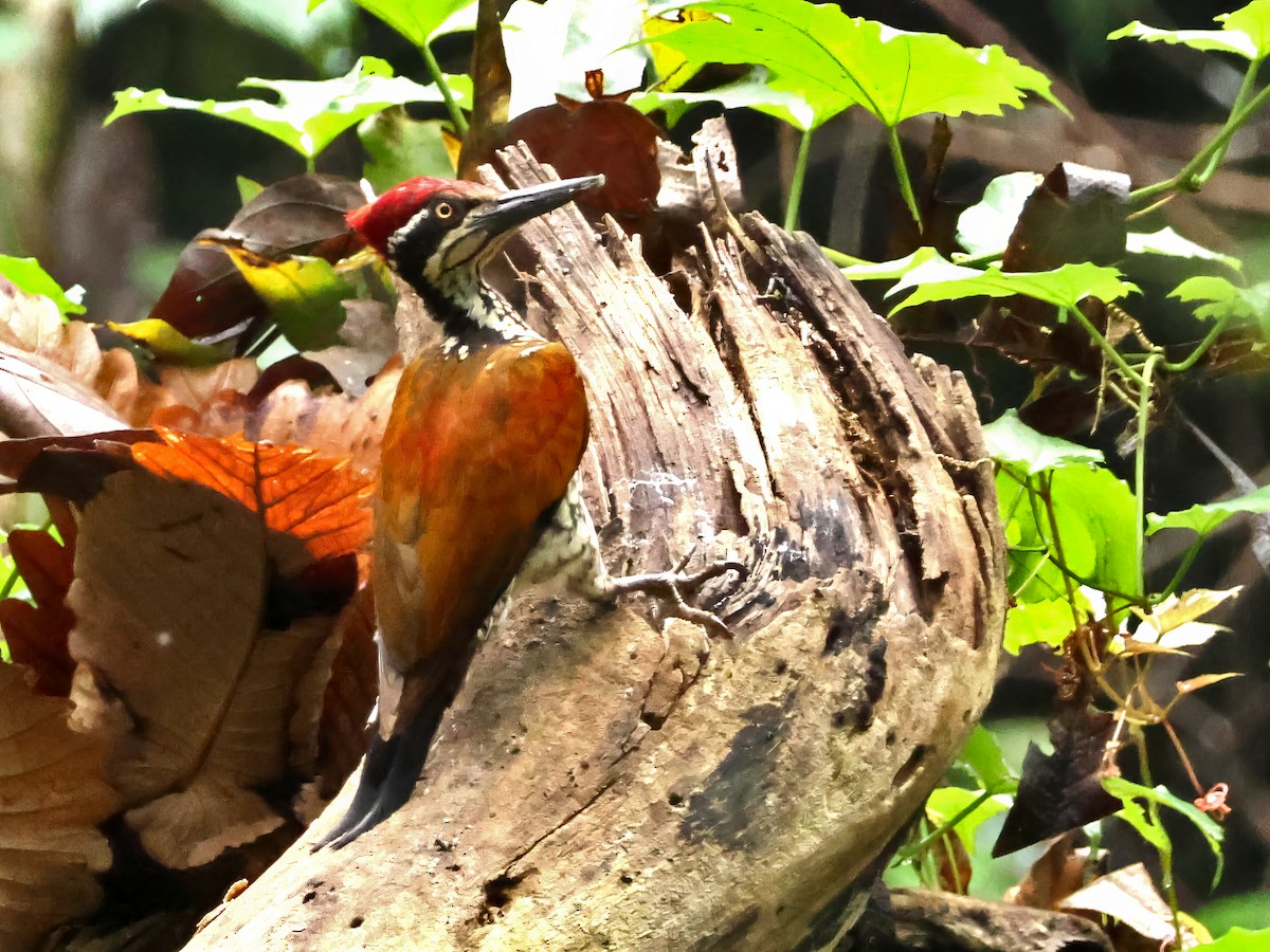 Malabar Flameback - ML646242465