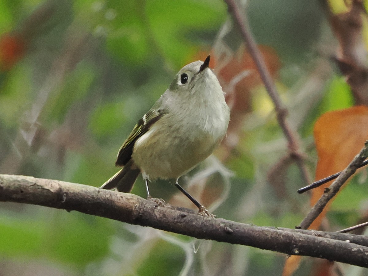 Ruby-crowned Kinglet - ML646242471