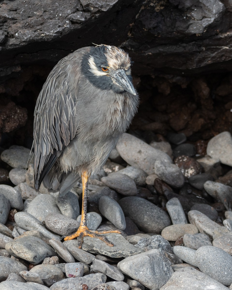 gulkronehegre - ML646242475