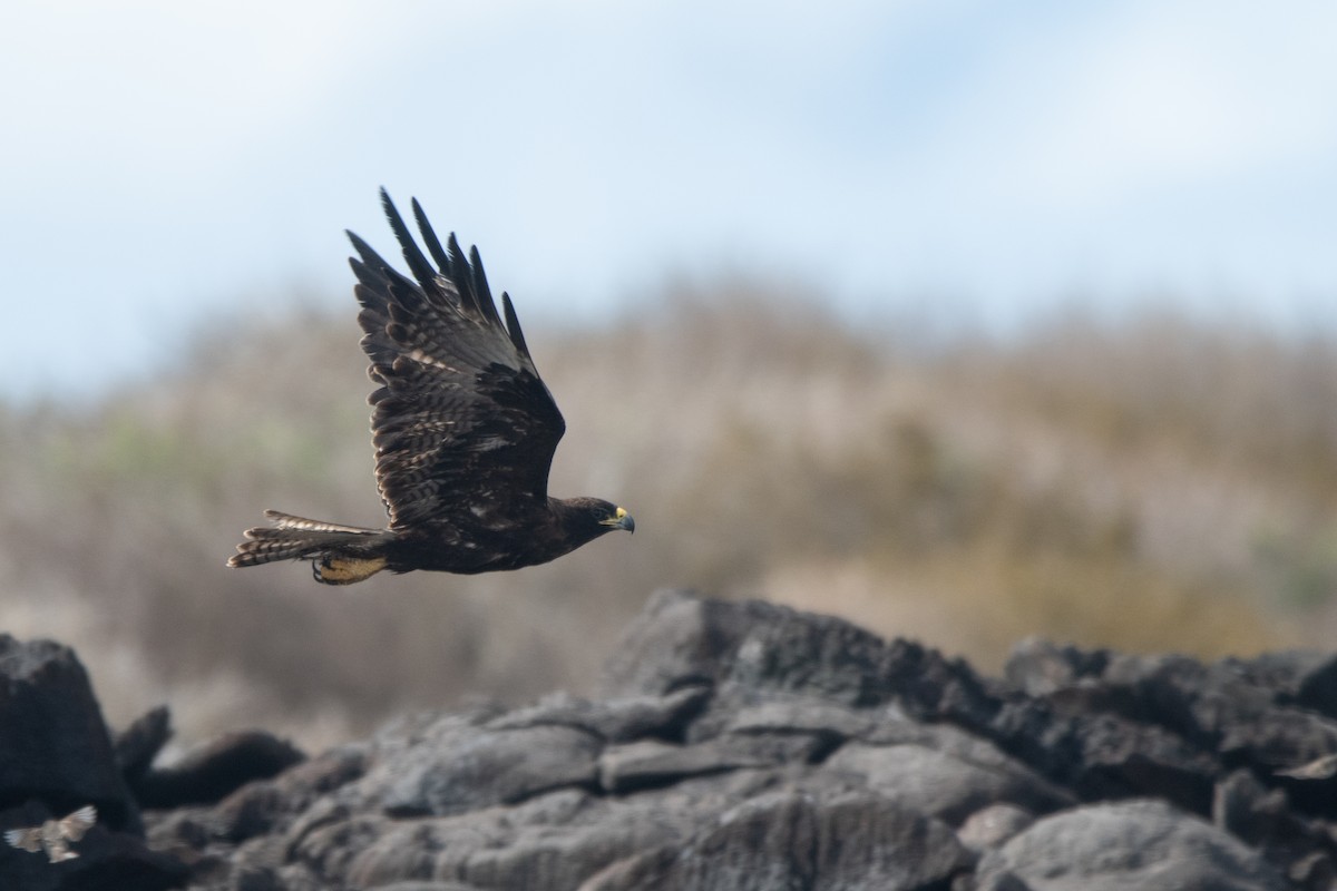 Галапагосский канюк - ML646242477