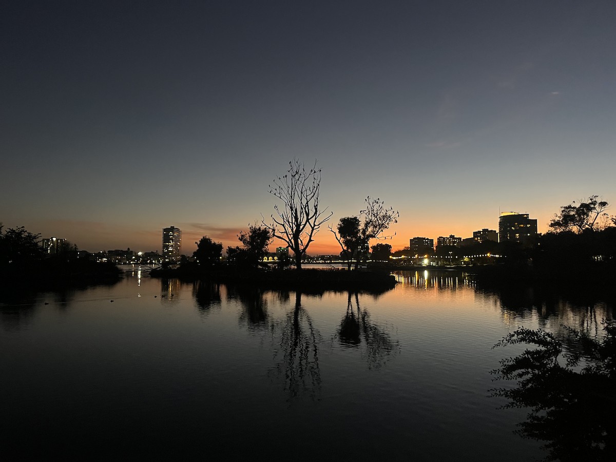 Cormoran à aigrettes - ML646242478