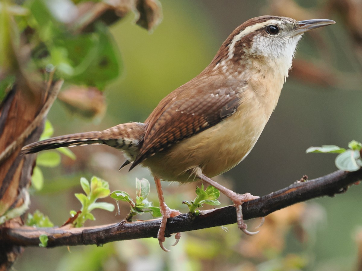 Carolina Wren - ML646242480