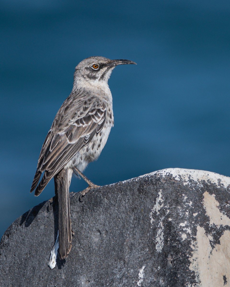 Эспаньольский пересмешник - ML646242483