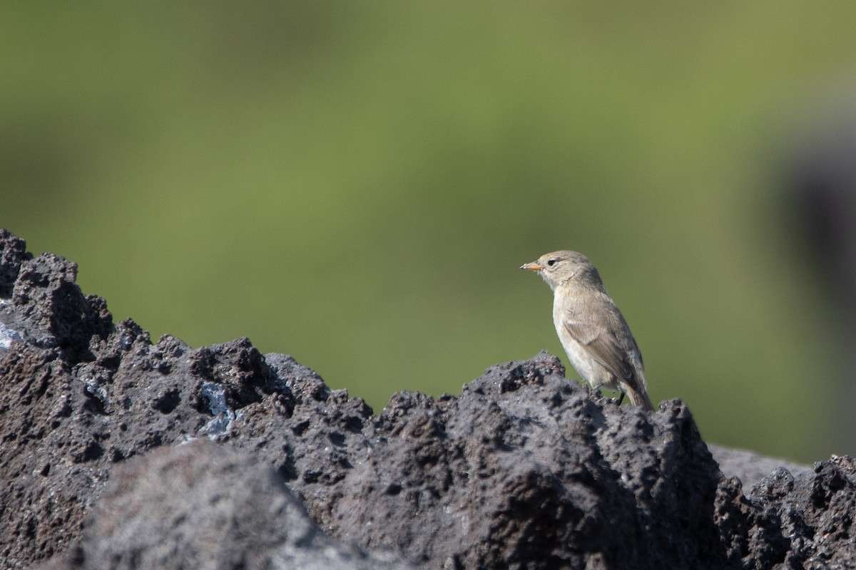 Славковый дарвинов вьюрок - ML646242486