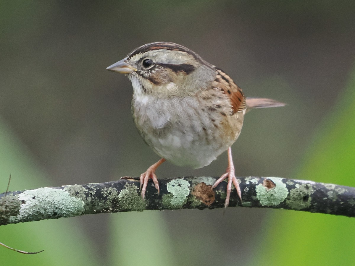Swamp Sparrow - ML646242487