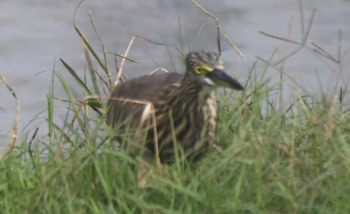 Indian Pond-Heron - ML646242488