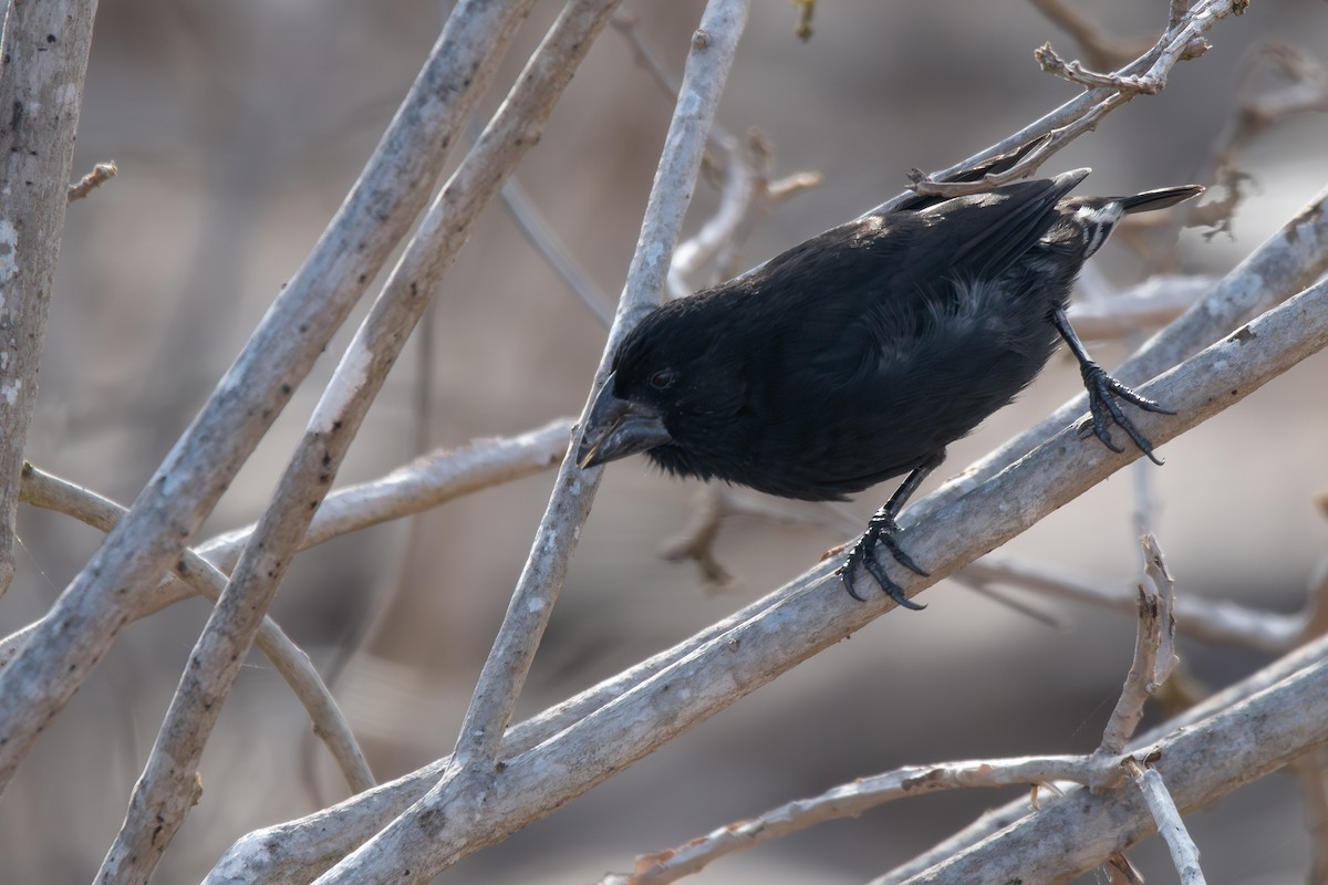 Large Ground-Finch - ML646242492