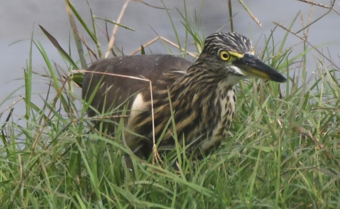 Indian Pond-Heron - ML646242497