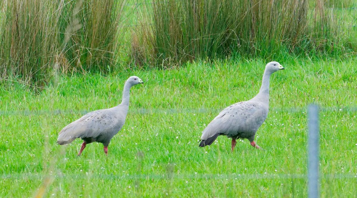 Cape Barren Goose - ML646242505