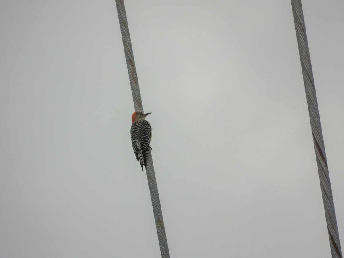 Red-bellied Woodpecker - ML646242506