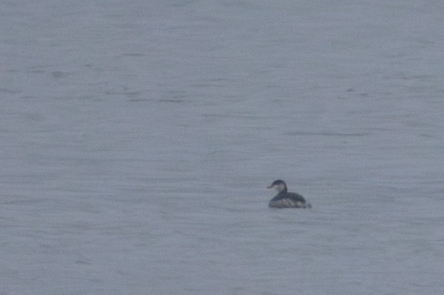 Horned Grebe - ML646242507
