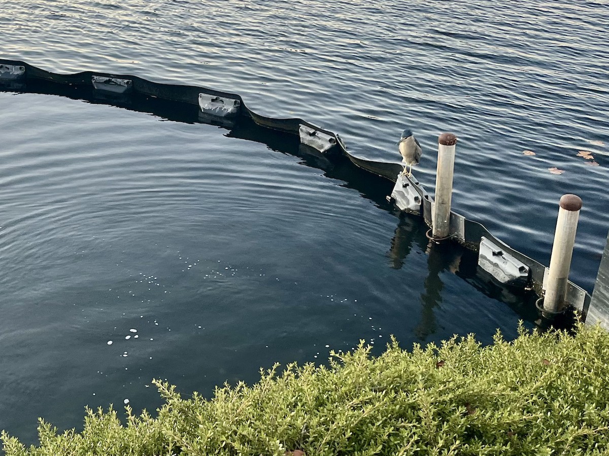 Black-crowned Night Heron - ML646242508