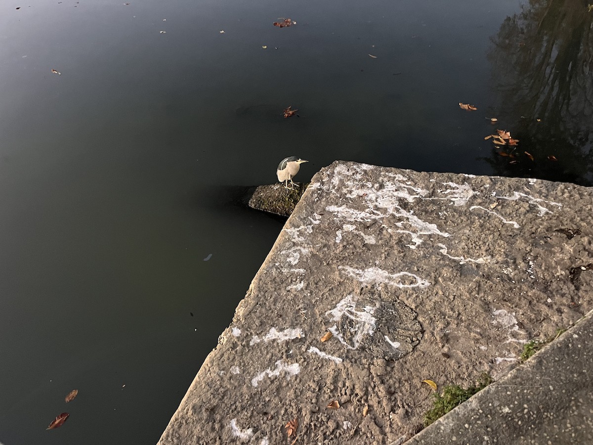 Black-crowned Night Heron - ML646242509