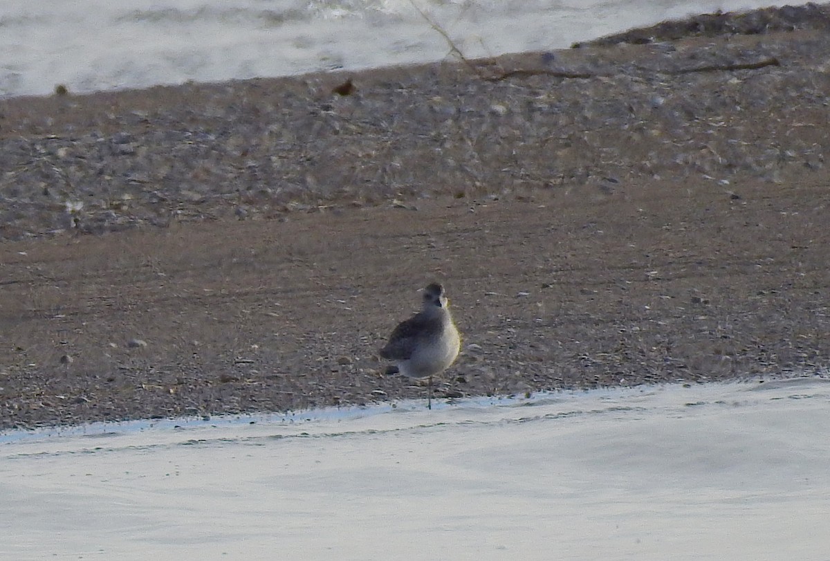 Black-bellied Plover - ML646242512