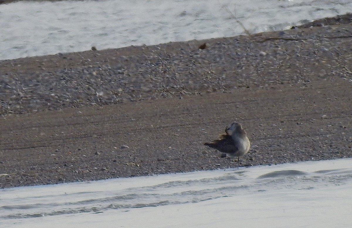 Black-bellied Plover - ML646242514
