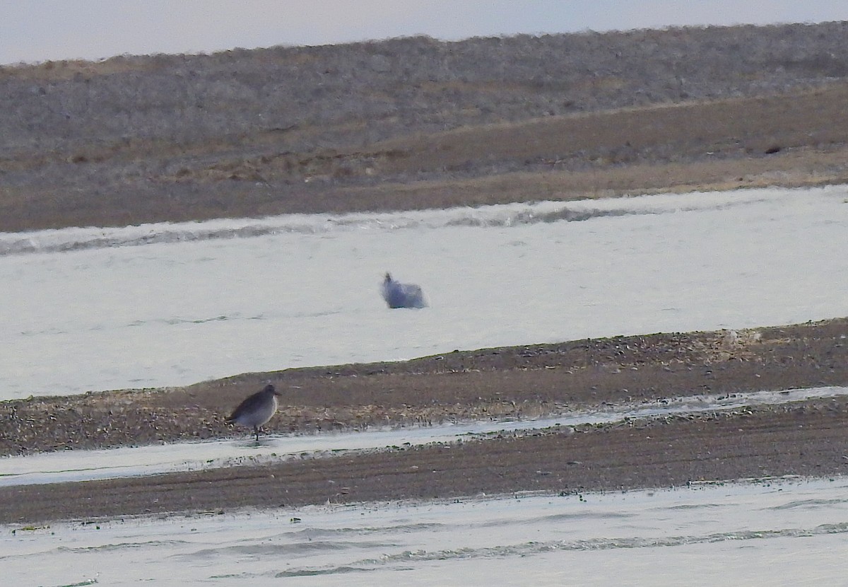 Black-bellied Plover - ML646242515
