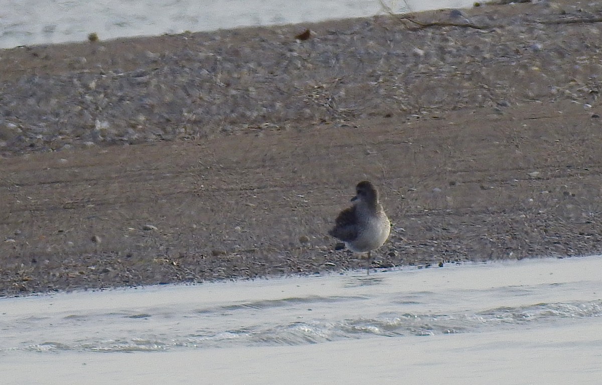 Black-bellied Plover - ML646242516